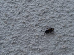 Scolopostethus decoratus