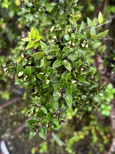 Gaultheria phillyreifolia, photograph 1