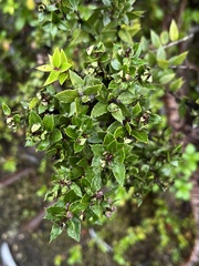 Gaultheria phillyreifolia