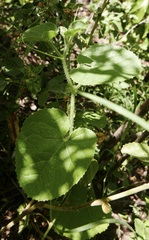 Cucumis dipsaceus