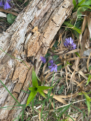 Soldanella montana, photograph author not stated, no rights reserved