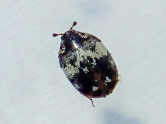 Anthrenus pimpinellae