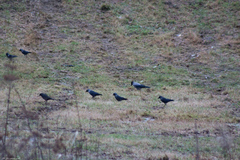 Corvus monedula