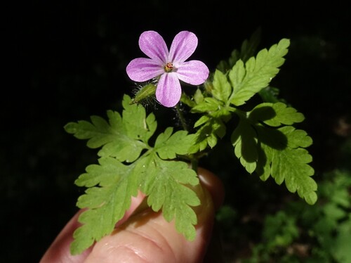 Herb Robert