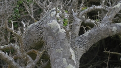 Dovyalis rotundifolia