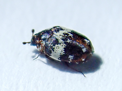 Anthrenus pimpinellae