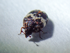 Anthrenus pimpinellae