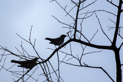 Turdus pilaris