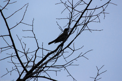 Turdus pilaris