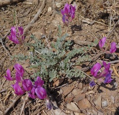 Astragalus missouriensis
