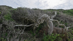 Dovyalis rotundifolia