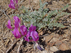 Astragalus missouriensis