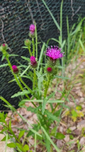 Welted Thistle