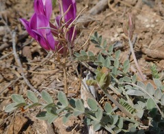 Astragalus missouriensis
