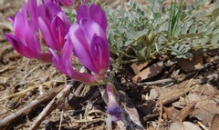 Astragalus missouriensis