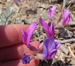 Astragalus missouriensis