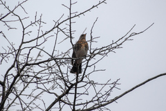 Turdus pilaris