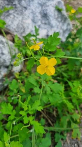 Asian celandine