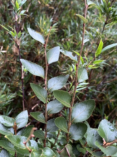 Nothofagus nitida