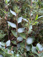Nothofagus nitida