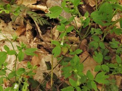 Phacelia ranunculacea
