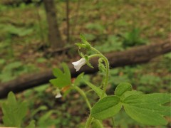 Phacelia ranunculacea