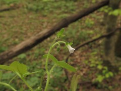 Phacelia ranunculacea