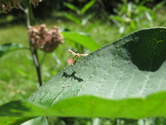Geina periscelidactylus