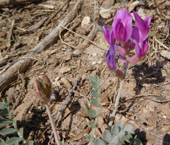 Astragalus missouriensis