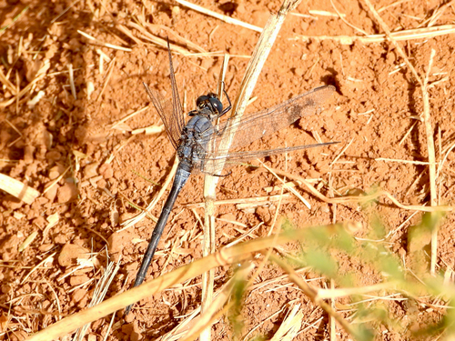 Long Skimmer