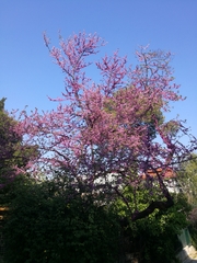 Cercis siliquastrum