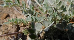 Astragalus missouriensis