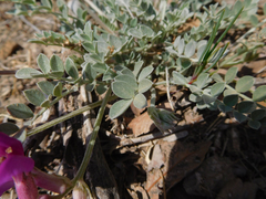 Astragalus missouriensis
