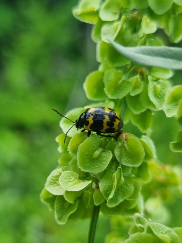 Japanese Knotweed Leaf Beetle