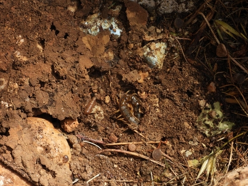 Mediterranean Banded Centipede