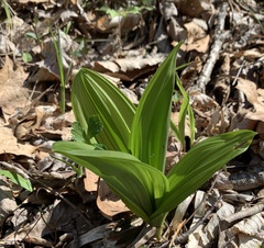 Veratrum viride