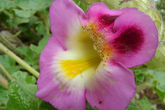 Proboscidea louisianica fragrans