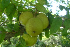 Juglans mollis