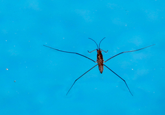 Limnoporus notabilis