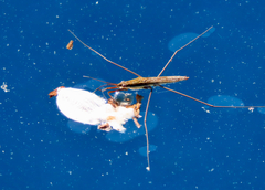 Limnoporus notabilis