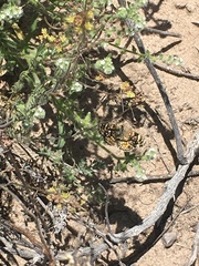 Phyciodes picta