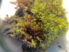 Bryum violaceum