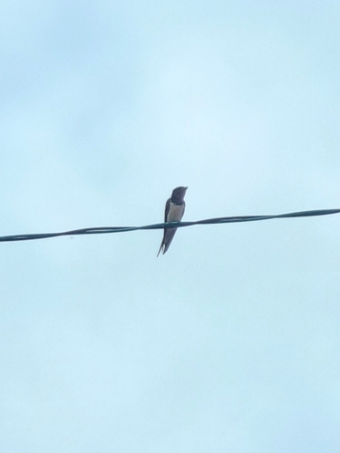 Barn Swallow