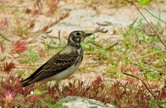 Pinarocorys nigricans