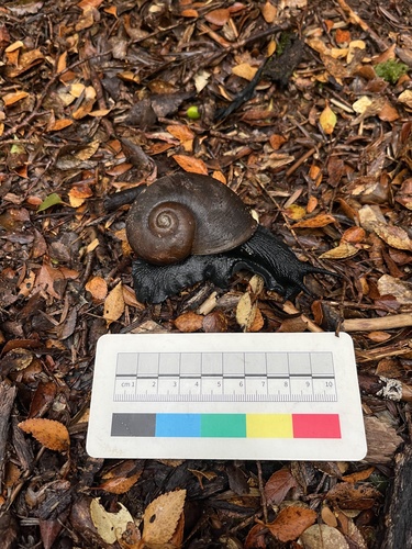 Chilean Black Snail photographed in Chile