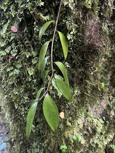 Griselinia ruscifolia, photograph 1