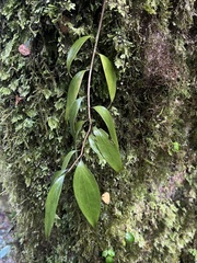 Griselinia ruscifolia