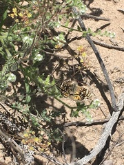 Phyciodes picta