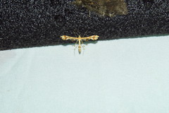 Geina periscelidactylus