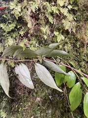 (c) Pablo Silva, some rights reserved (CC BY) Griselinia ruscifolia, photograph (c) Pablo Silva, some rights reserved (CC BY)